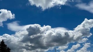Pileus