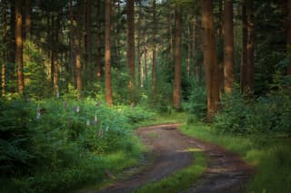 Mooie ochtend in het bos