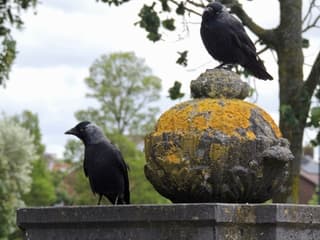 kraaien in Heemskerk vandaag