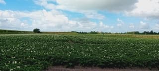 Aardappelveld