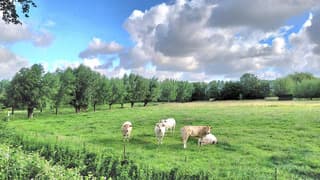 koeien in de polder 