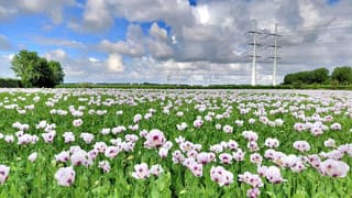 papaver veld