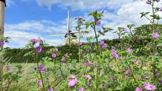 Wieken stil ondanks harde wind