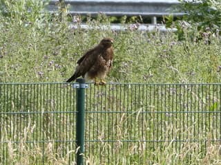 Buizerd 