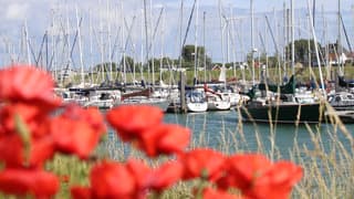 Klaprozen aan de haven