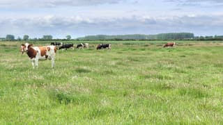 koeien in de polder 