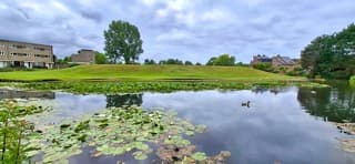 Grijs weer in Beverwijk bij de vijver met waterlelies 
