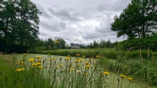 Nog bewolkt en geen zon hier in Denekamp, met op.de voorgrond paardenbloemen en op achtergrond een landhuis