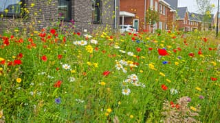 Wilde bloemen in de straat