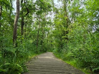 Wandelweer