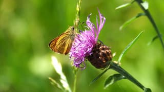 DIKKOPJE OP DISTEL 