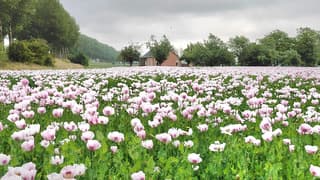 papaver veld in bloei 