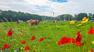 Veel bewolking vanmorgen