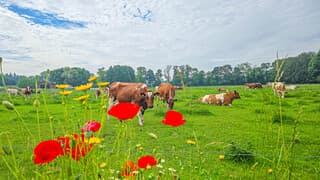 Veel bewolking vanmorgen