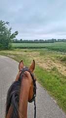 paarden rit