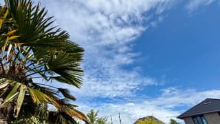 Blauw palm