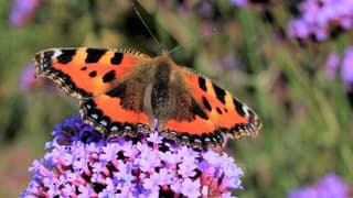Weer vlinders in de zon