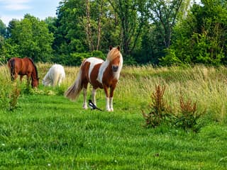 Paarden 