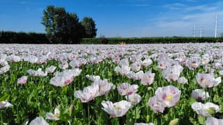 papaver veld in bloei in de polder 