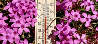 Tropisch warm 