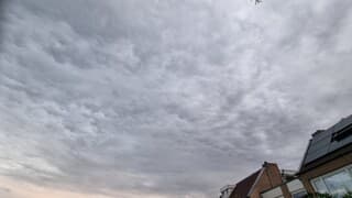 Mamatus