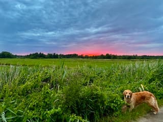 Avondwandeling met de hond