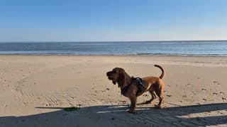 Al vroeg voor de warmte hond uitlaten