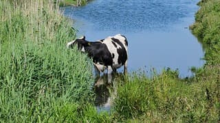 Koe zoekt verkoeling in de sloot