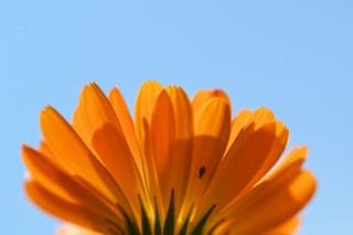 Goudsbloem 