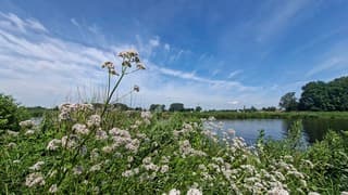 Bewolking en blauwe lucht boven deze echte valeriaan