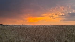 Mooie feloranje zonsondergang gisteravond boven tarweveld