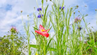 Bewolking met bloemen