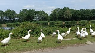 Zomers weer 