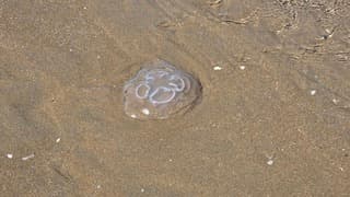 Strand ligt vol met kwallen helaas