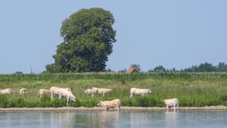 Koeien in de Lek