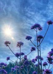 Paars en goud, zinderende zon 32 graden.