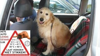 Pas op voor kinderen en honden in de auto 