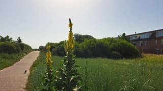 Zonnig 