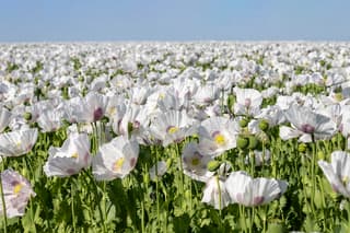 Witte Klaprozen
