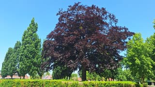 mooie grote boom te Varsseveld