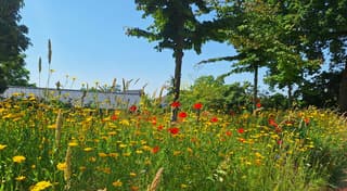 bloemenperk te Varsseveld