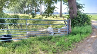 schapen in de schaduw van de bomen 