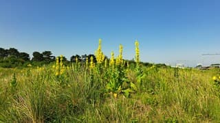 Mooie bloemen in de duinen 
