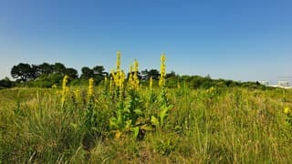 Mooie bloemen in de duinen 