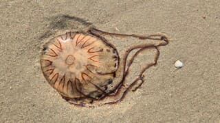 Veel kwallen op strand