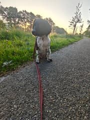 Vroege wandeling 