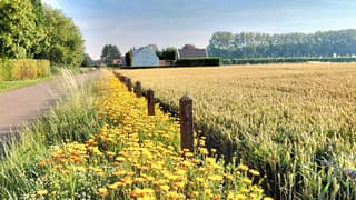 oranje bloemen