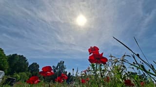 Code rood (klaprozen/zon)