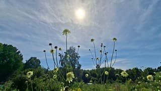Bewolking voor zon, bolvormige gele bloem