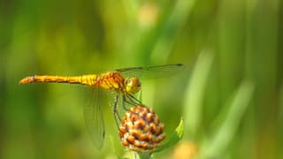Een Libelle